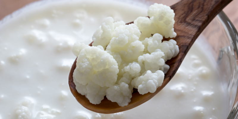 milk kefir grains on a wooden spoon