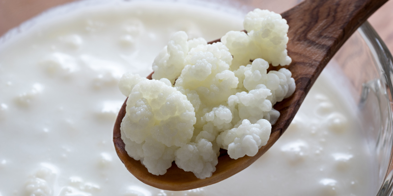 kefir grains on a wooden spoon