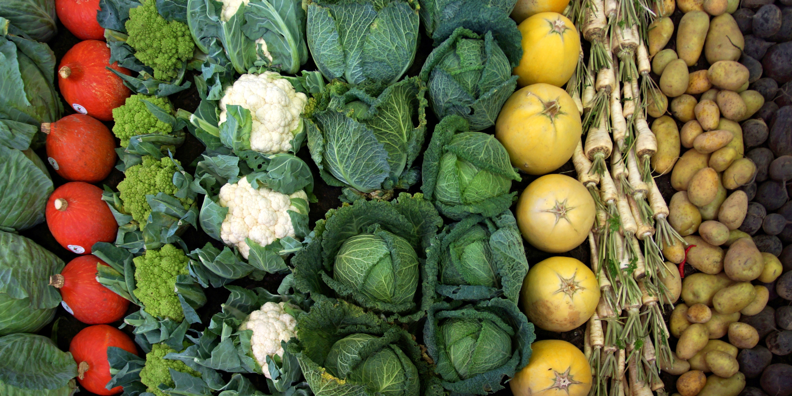 produce lined up in rows